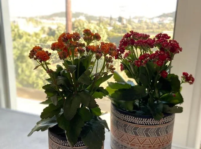 Oliva * Φαληράκι