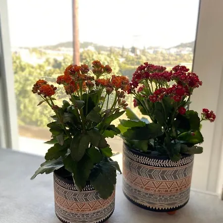 Oliva * فاليراكي